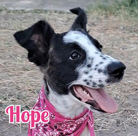 Hope, 5 mesi, taglia grande