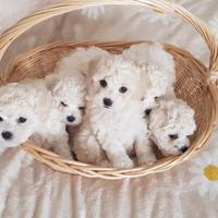 Bichon a poil frisè