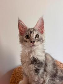 Maine coon con pedigree