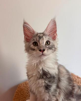 Maine coon con pedigree
