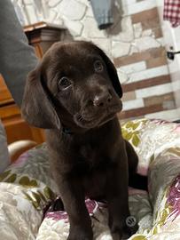 Cuccioli di Labrador ?