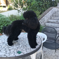 Barbone media mole disponibile x monta