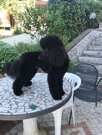 Barbone media mole disponibile x monta