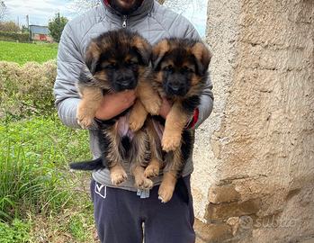 Pastore tedesco cuccioli
