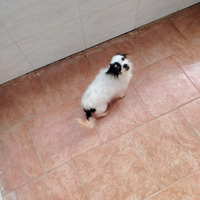 Chihuahua femmina adulta