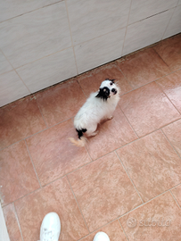 Chihuahua femmina adulta