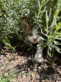 Gattino grigio-bianco docile e affettuoso