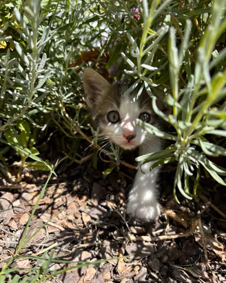 Gattino grigio-bianco docile e affettuoso