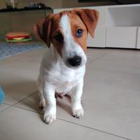 Jack Russell