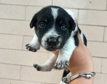 Cuccioli jack russel