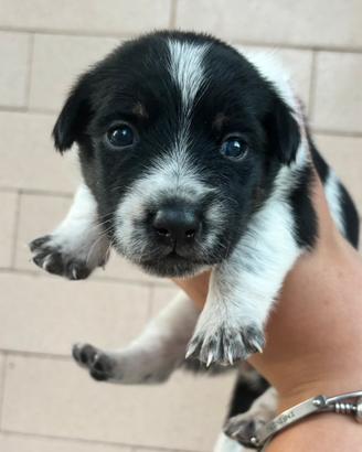 Cuccioli jack russel
