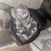 Cane corso eta:4 anni