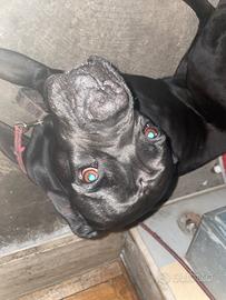 Cane corso eta:4 anni