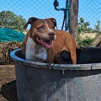 Femmina tg media 5 anni adozione