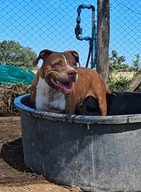 Femmina tg media 5 anni adozione