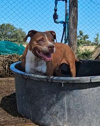 Femmina tg media 5 anni adozione