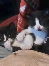 Cerci dei gattini belli