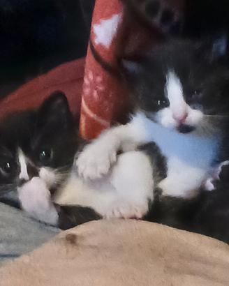 Cerci dei gattini belli