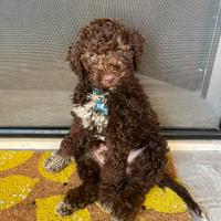 Dog sitter a domicilio (Pomezia)