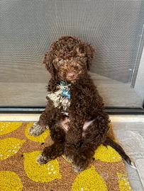 Dog sitter a domicilio (Pomezia)