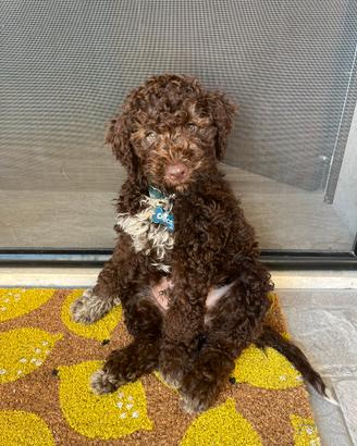 Dog sitter a domicilio (Pomezia)