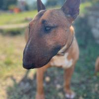 Bull terrier miniature per accoppiamento