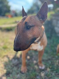 Bull terrier miniature per accoppiamento