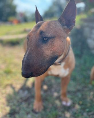 Bull terrier miniature per accoppiamento