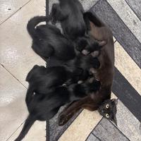 Cuccioli di gatto