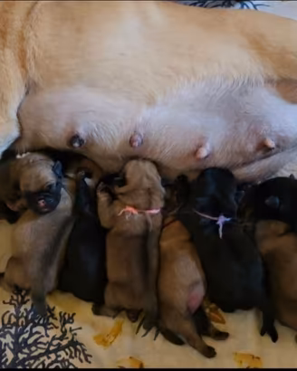 Cuccioli di carlino