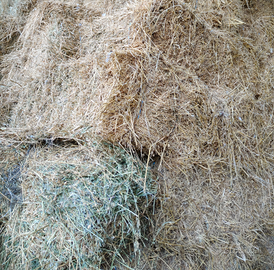 Fieno di 1º taglio