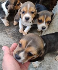 Beagle