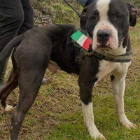 Koby amstaff dal cuore tenero