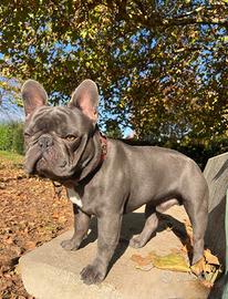 Bulldog francese disponibile per monta