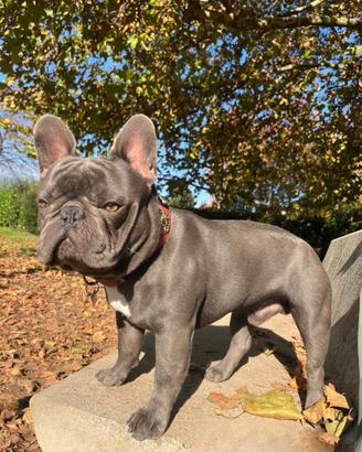 Bulldog francese disponibile per monta