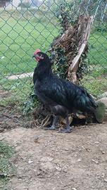 Gallo australorp