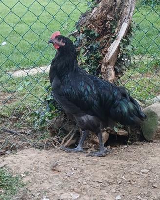 Gallo australorp