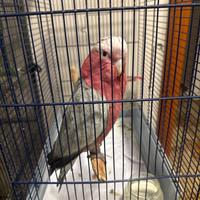 Pappagallo cacatua rosa