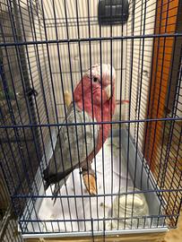 Pappagallo cacatua rosa