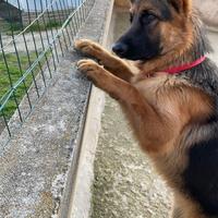 Pastore Tedesco per accoppiamento