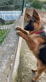 Pastore Tedesco per accoppiamento