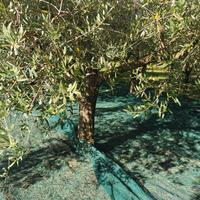 150 piante di olivo per olio più di 30 anni