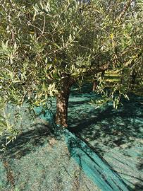 150 piante di olivo per olio più di 30 anni