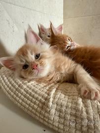 Gattini Maine Coon