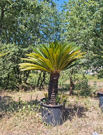 cycas