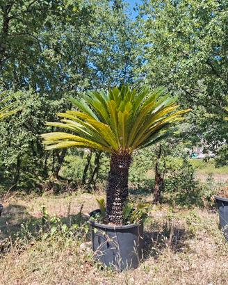 cycas