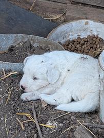 Cuccioli di PMA Pastore Maremmano Abruzzese