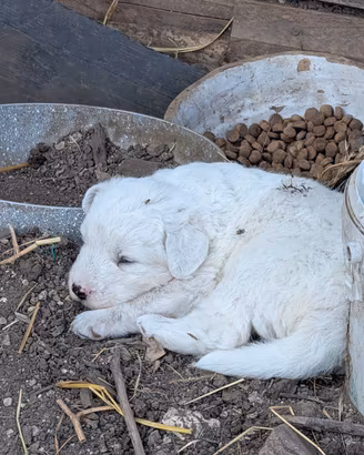 Cuccioli di PMA Pastore Maremmano Abruzzese