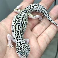 Gechi leopardini