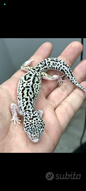 Gechi leopardini